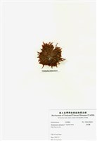 藏品(旋花藻)的圖片